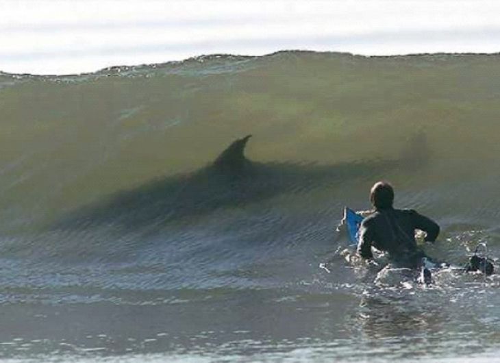 Tiburones y surf