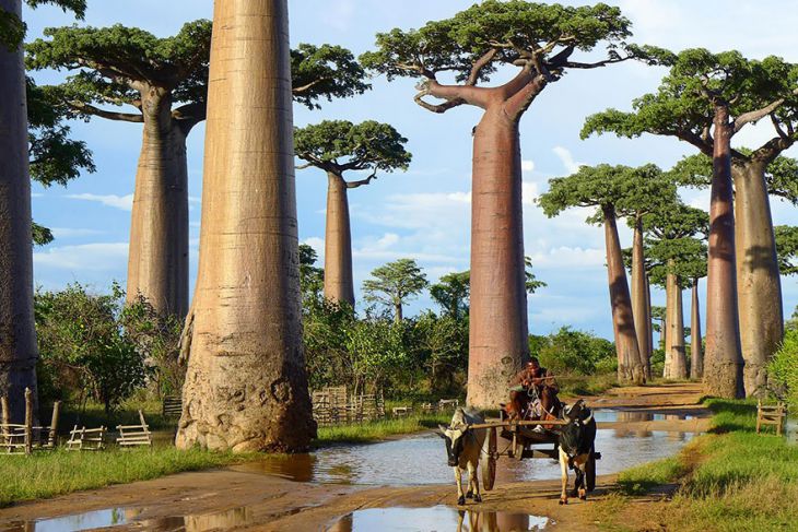 Baobabträd, Madagaskar