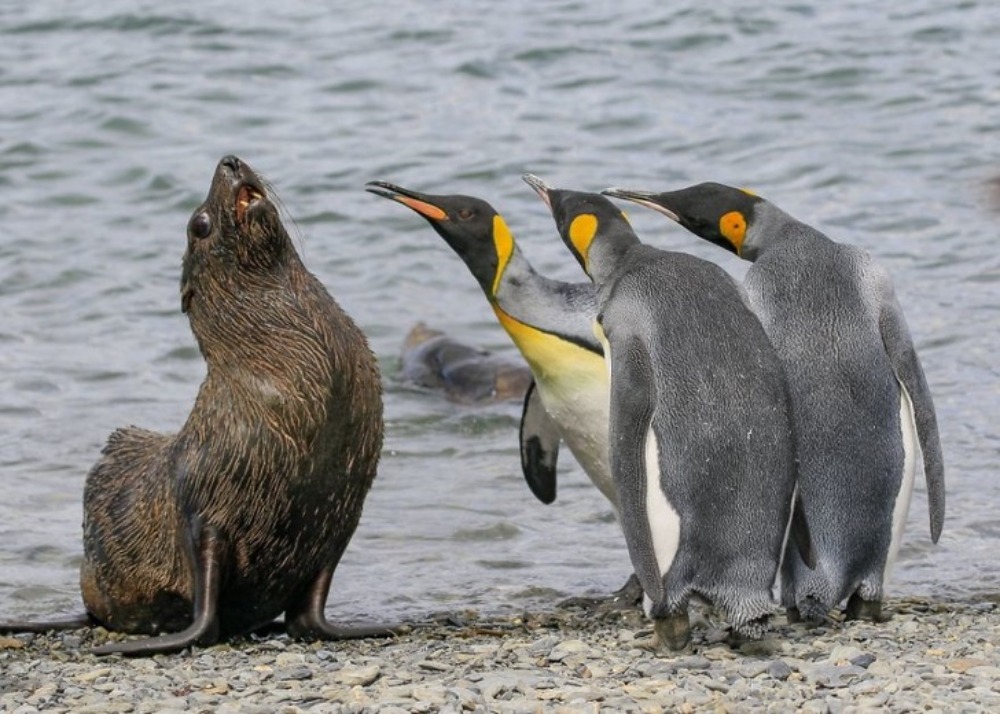 Pinguins comandam um lobo-marinho