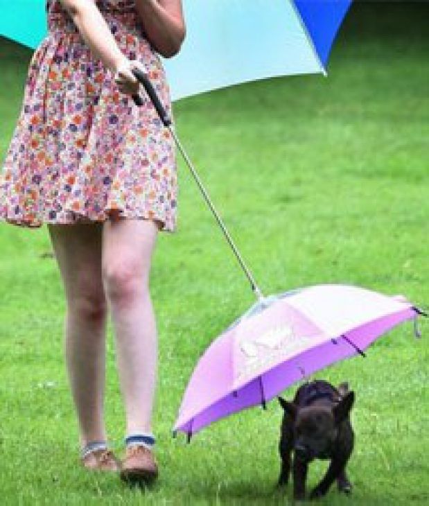 Dog umbrella
