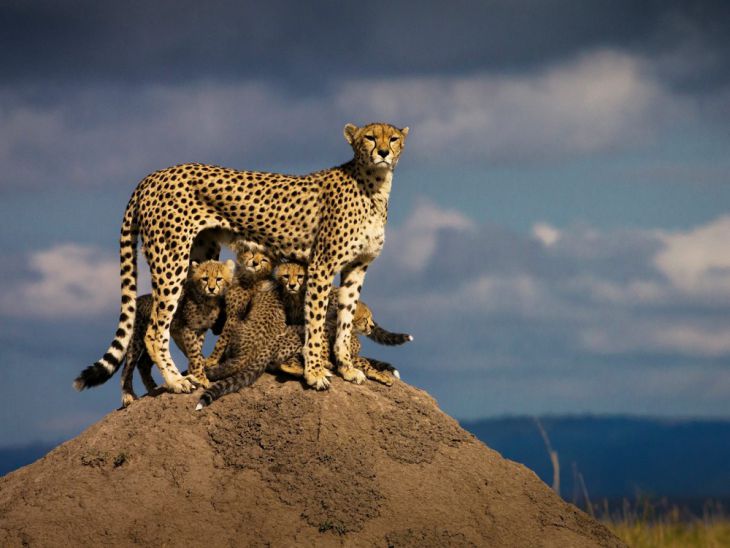 Leopardo com crianças