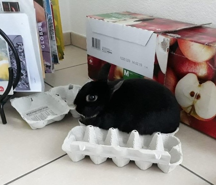 Conejo en un puesto de huevos
