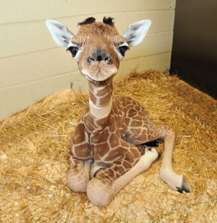 Baby Giraf