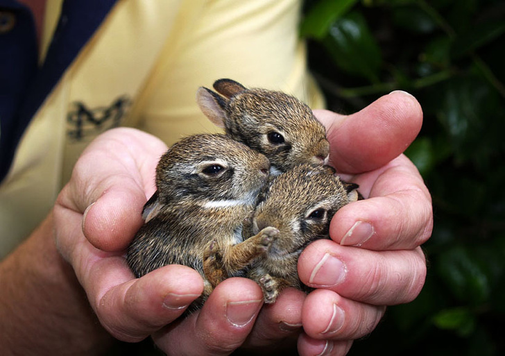 Dużo małych królików