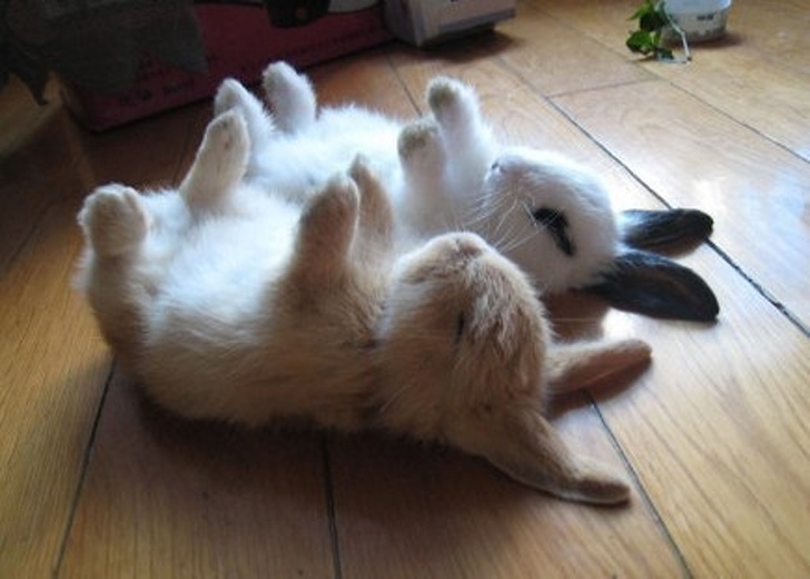 Dois coelhos estão deitados no chão