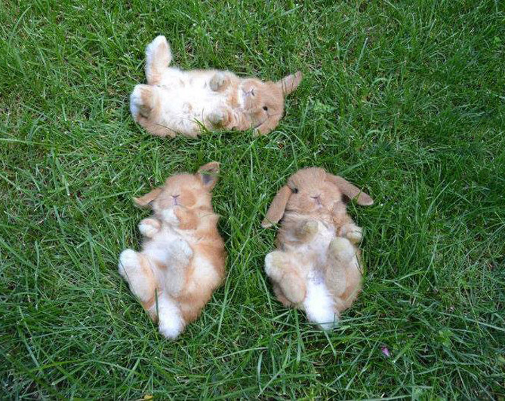 Trzy słodkie króliki