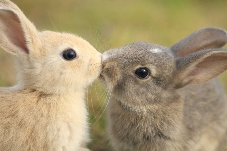Dwa słodkie króliki