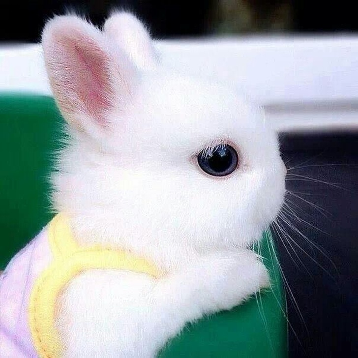 Śliczny mały królik