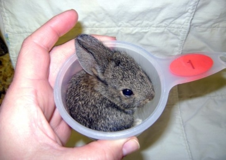 Conejo en una cuchara de plástico