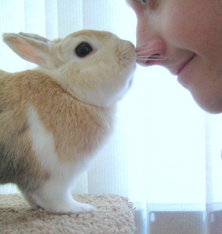 Beijo de coelho