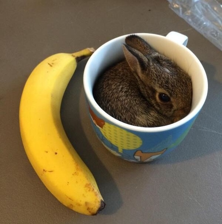 Conejo cabe en una taza