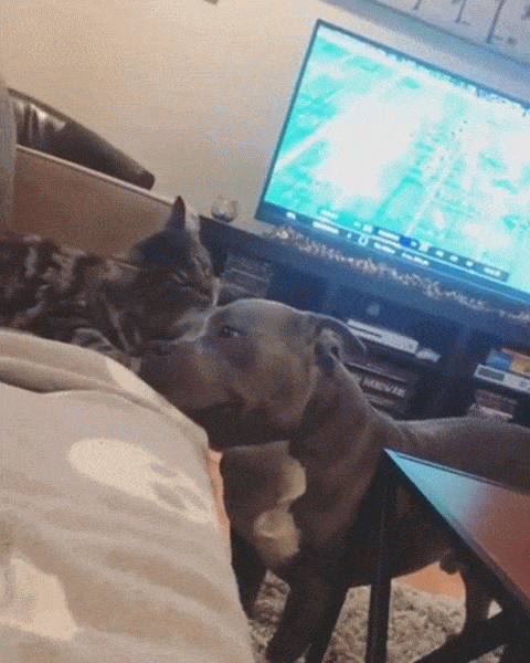 Gato e cachorro juntos
