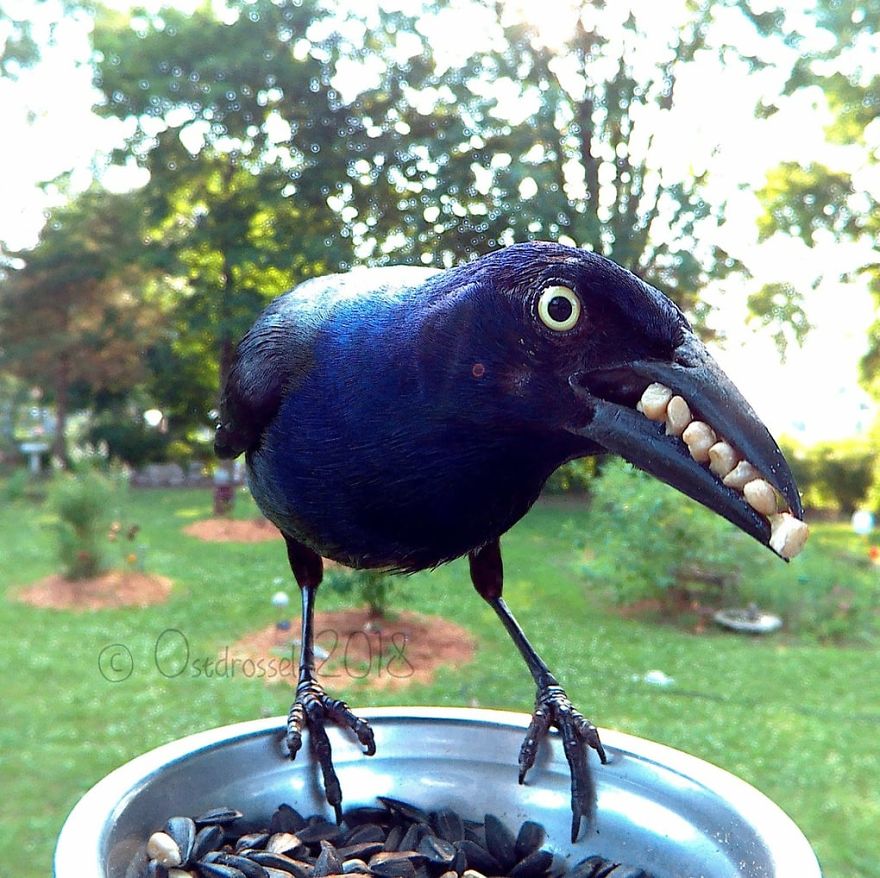 Este pássaro tem dentes