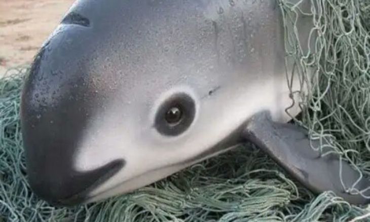 Delfin w sieci rybackiej