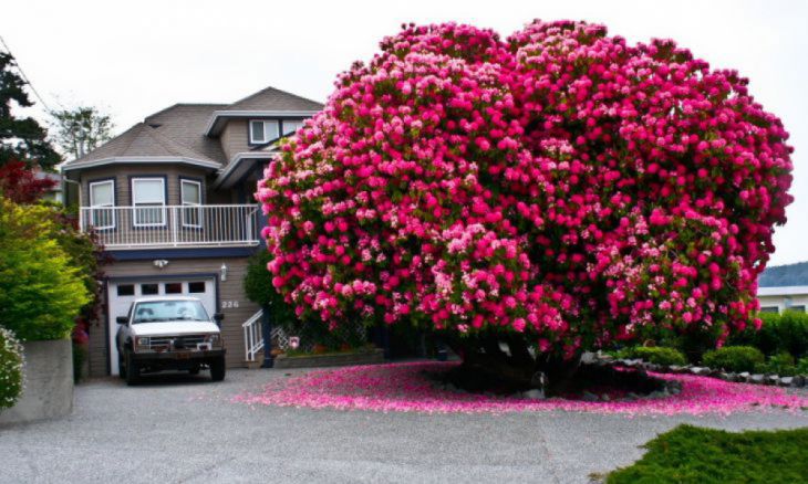 Un rododendron în vârstă de 125 de ani, Canada