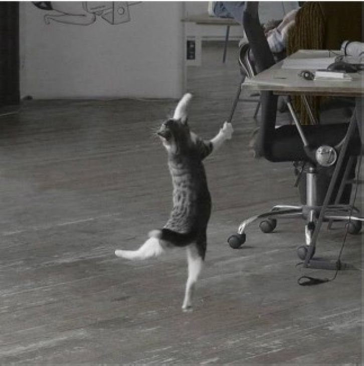 Gato está dançando