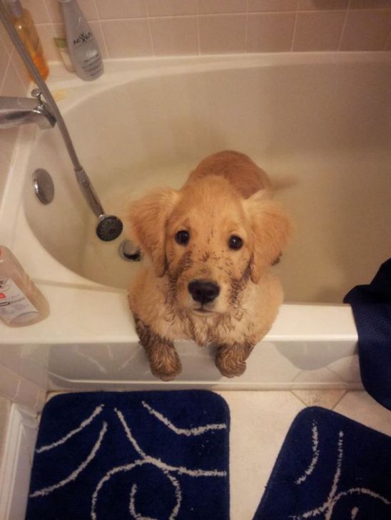 Cachorro sujo no banho