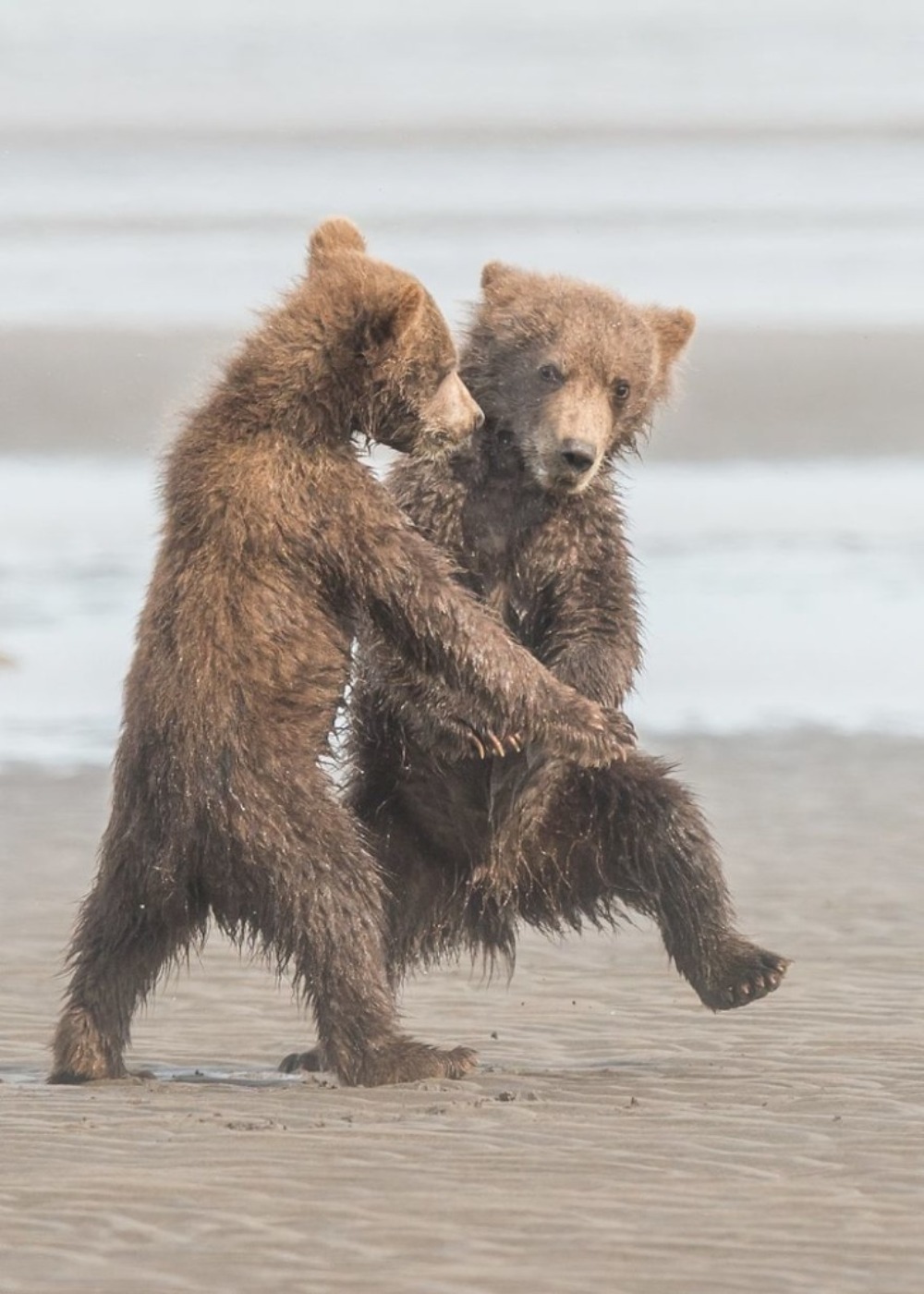 Ursos dançando 
