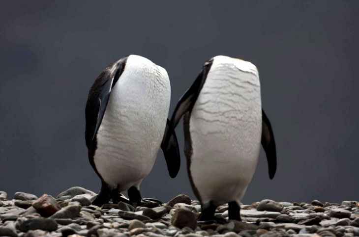 pinguinii și-au ascuns capetele