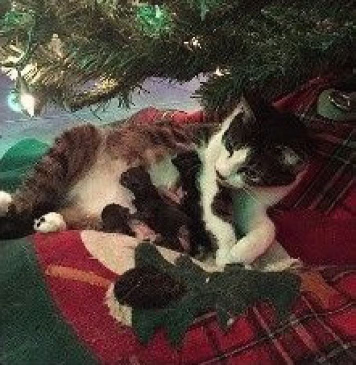 katt och kattungar under julgranen