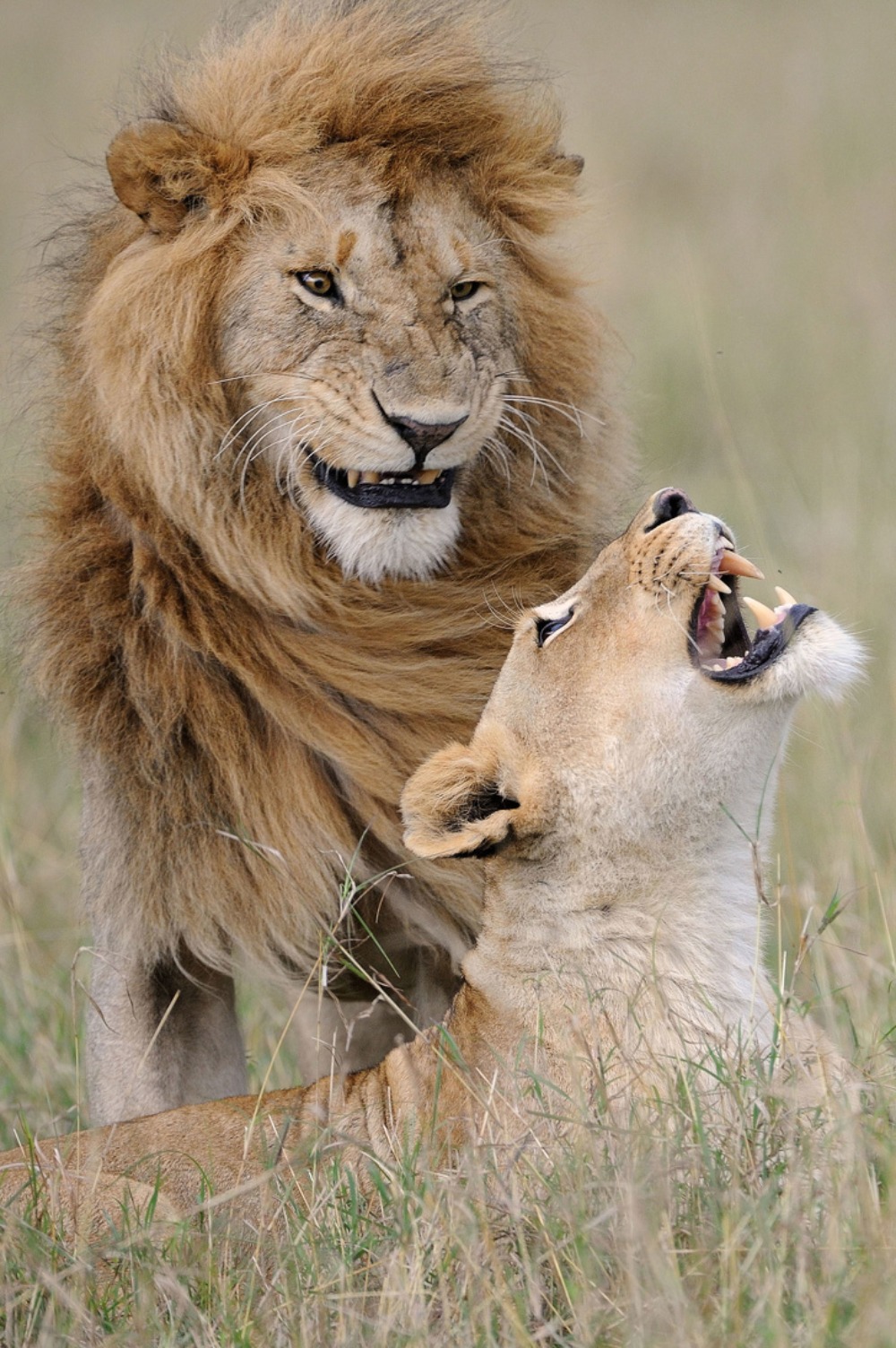 Leão e leoa estão sorrindo