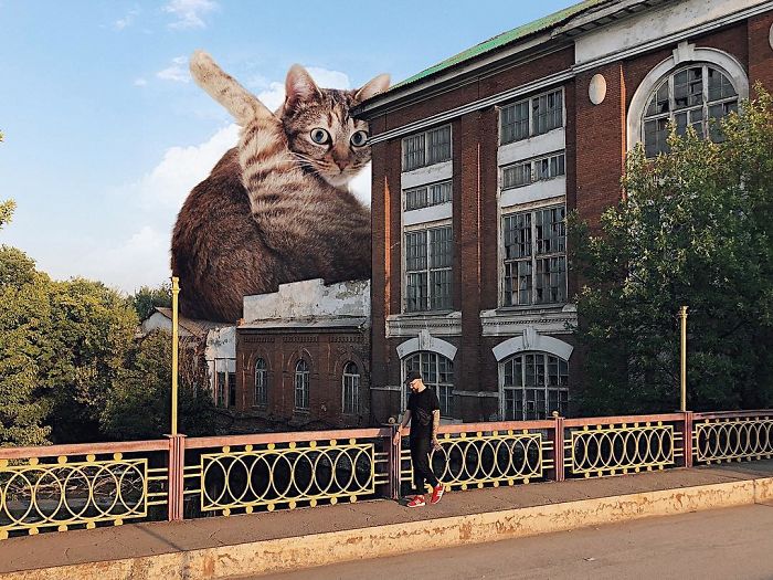 Duży kot za domem