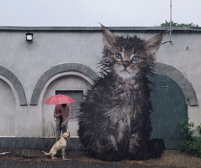 Gato grande bajo la lluvia