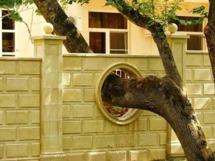 Ένα δέντρο μεγαλώνει μέσα από ένα φράχτη