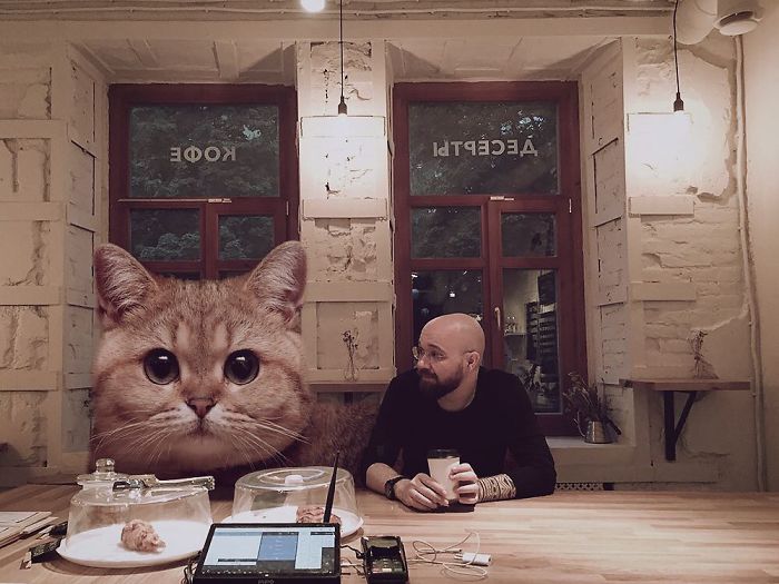 Gato gigante em um café