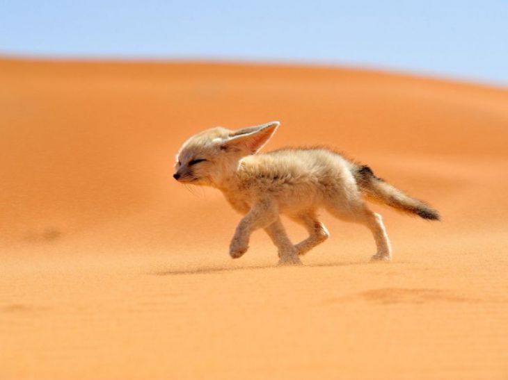 Ørkenrev, Marokko