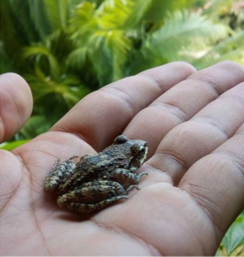 Mała żaba w dłoni