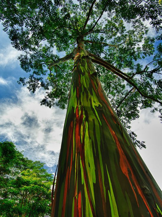 Rainbow eucalyptus, Hawaii