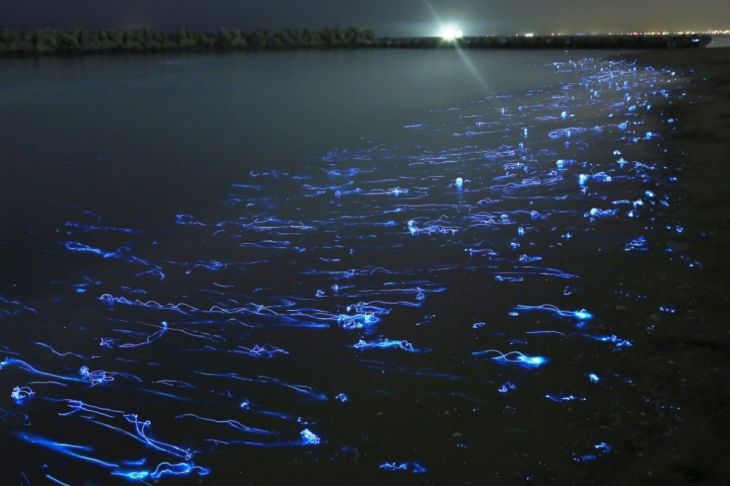 Los calamares brillan en el agua