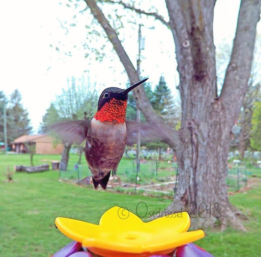 Prima pasăre colibri din acest anotimp