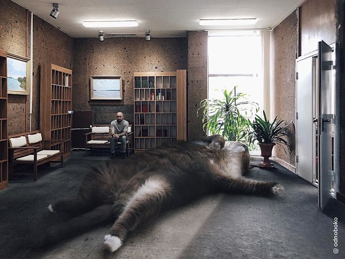Gato gigante encontra-se no chão
