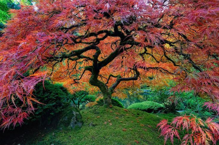 Piękne drzewo Oregon