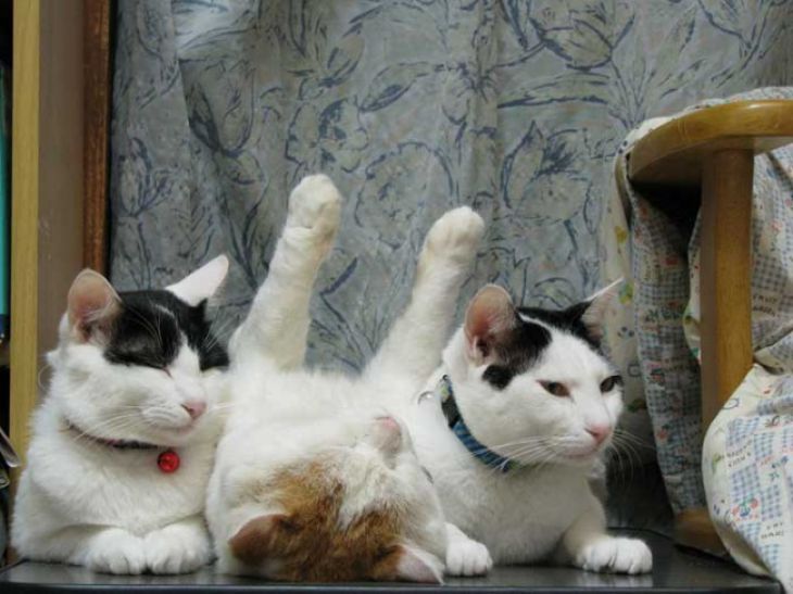 2 cats raised their paws