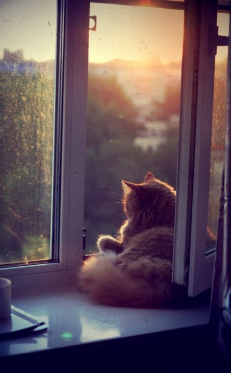 Cat kijkt uit het raam