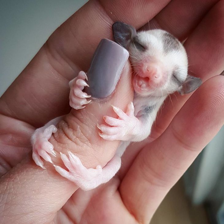 Baby flying possum