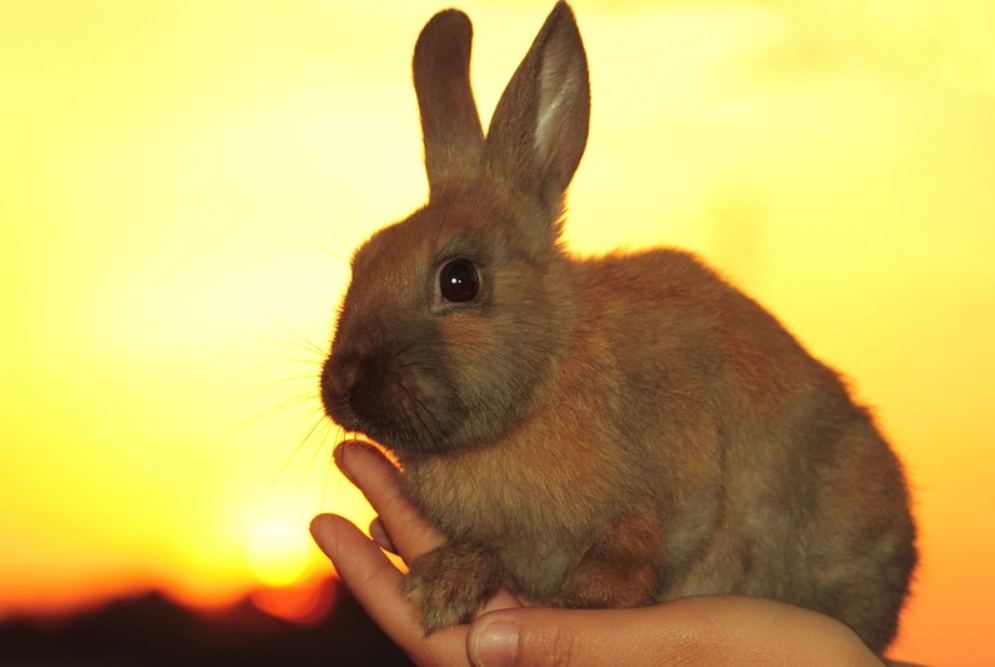 Pequeño conejo hermoso