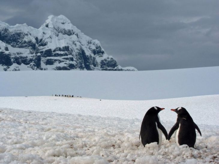 Ένα ζευγάρι πιγκουίνων, Ανταρκική
