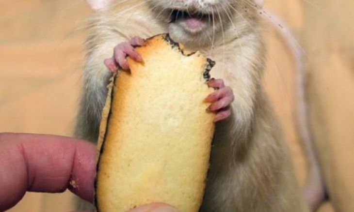 Rato comendo biscoitos