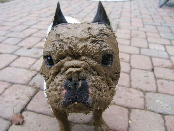 Cara de cachorro completamente na lama