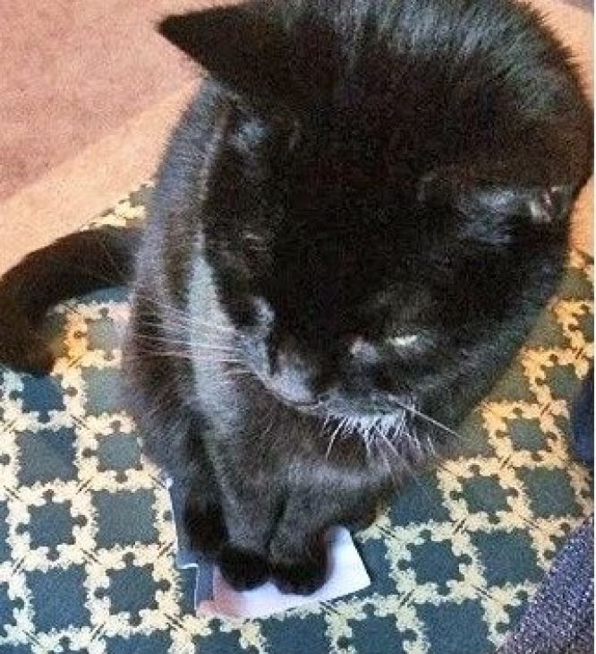 pisica stă pe o bucată de hârtie