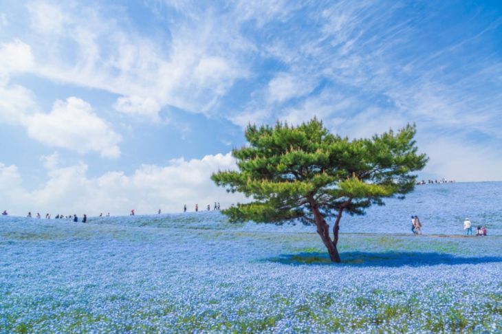 Campos azules en Japón