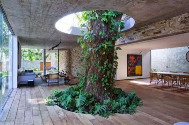Wielkie drzewo w domu