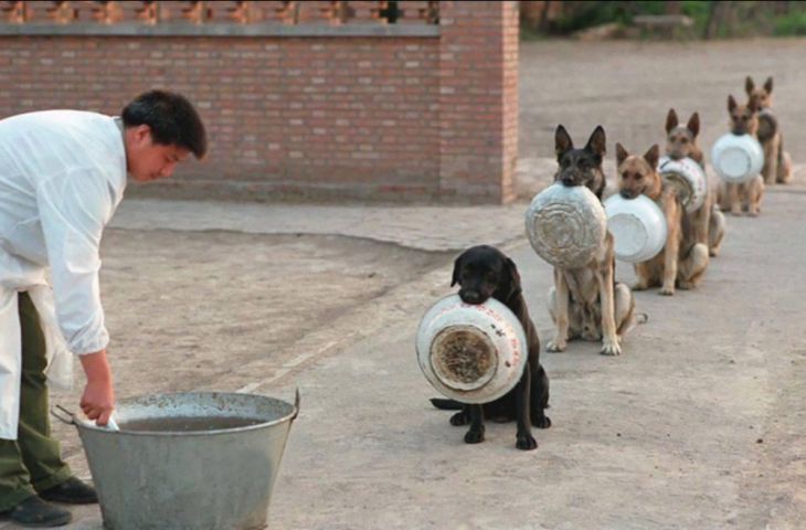Câini polițiști din China stând la coadă pentru a primi de mâncare