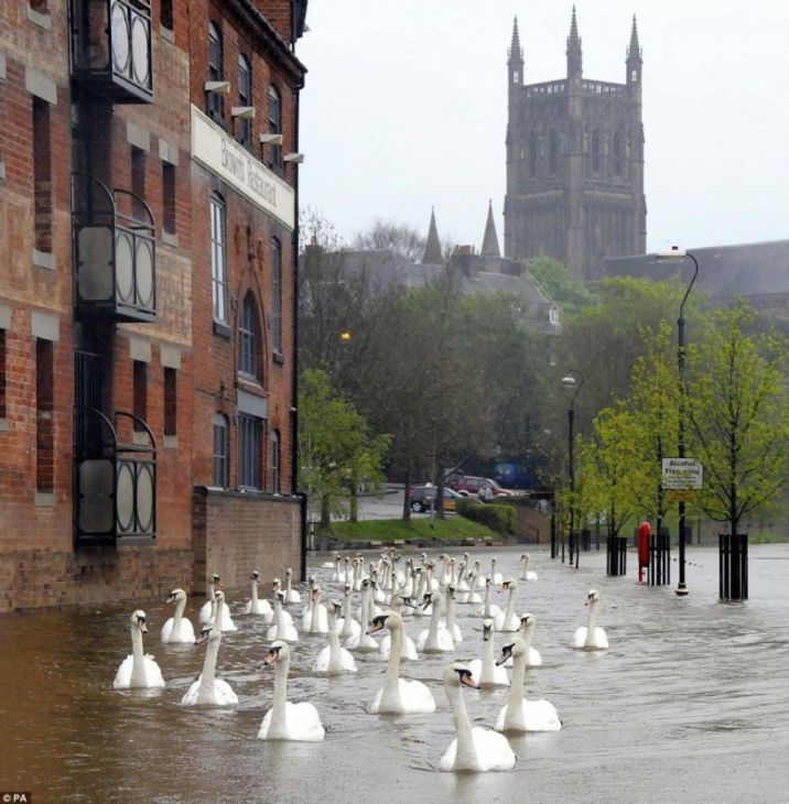 Cisnes nadam nas ruas após uma inundação no Reino Unido