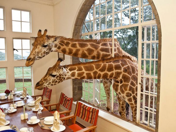 Girafas olham pela janela