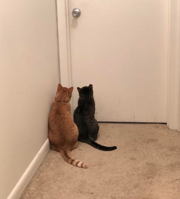 Los gatos esperan en la puerta.
